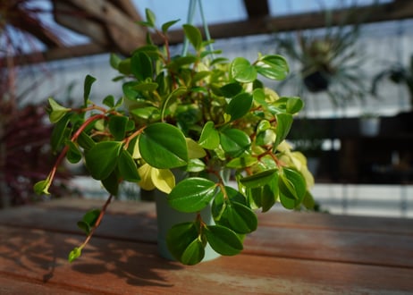 ペペロミア　グラベラ　Peperomia glabella