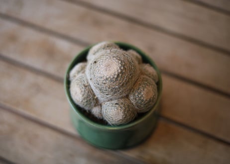 マミラリア　 Mammillaria