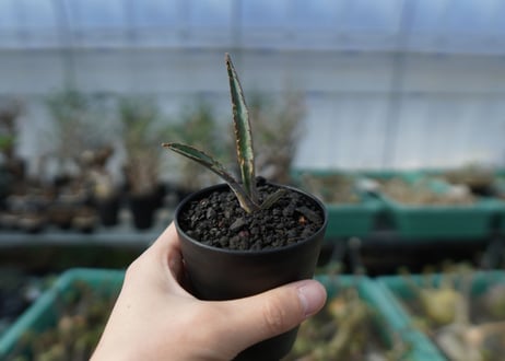 アガベ　チタノタ　 ブラックアンドブルー 　Agave titanota black and blue　A15