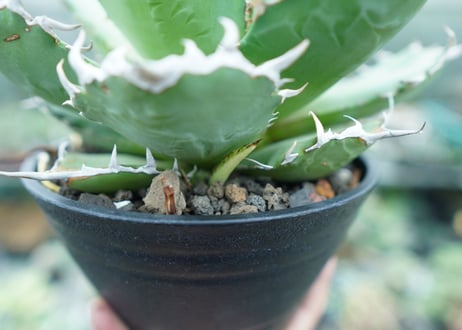 アガベ　チタノタ　FO-76　agave titanota  FO-76  No.2
