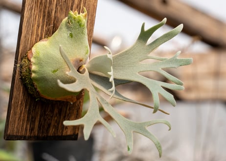 P. willinckii 'Jade Girl' (TC)