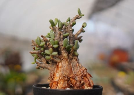 Ceraria pygmaea ケラリア ピグマエア　C NO.2