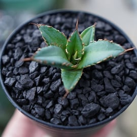 For Sale祭】アガベ小苗の選び方 | mana's farm:塊根植物・アガベ