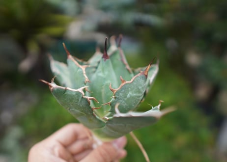 Agave titanota 白鯨 A NO.6
