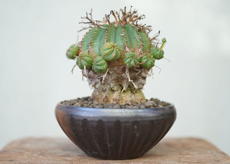 Euphorbia valida