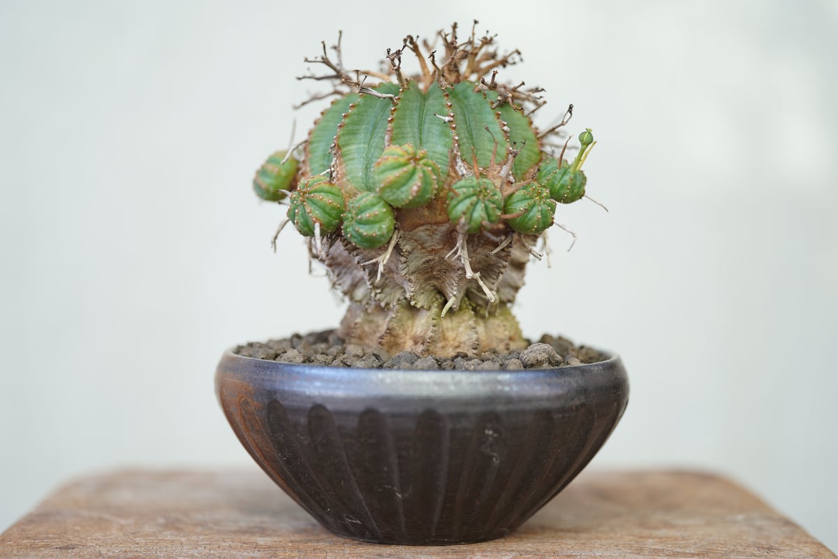 Euphorbia valida | mana's farm:塊根植物・アガベ・ドライ