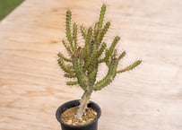 ユッカ カルネロサーナ Yucca carnerosana No.2 | mana's gr ユッカ カルネロサーナ Yucca carnerosana No.2 | mana's gr