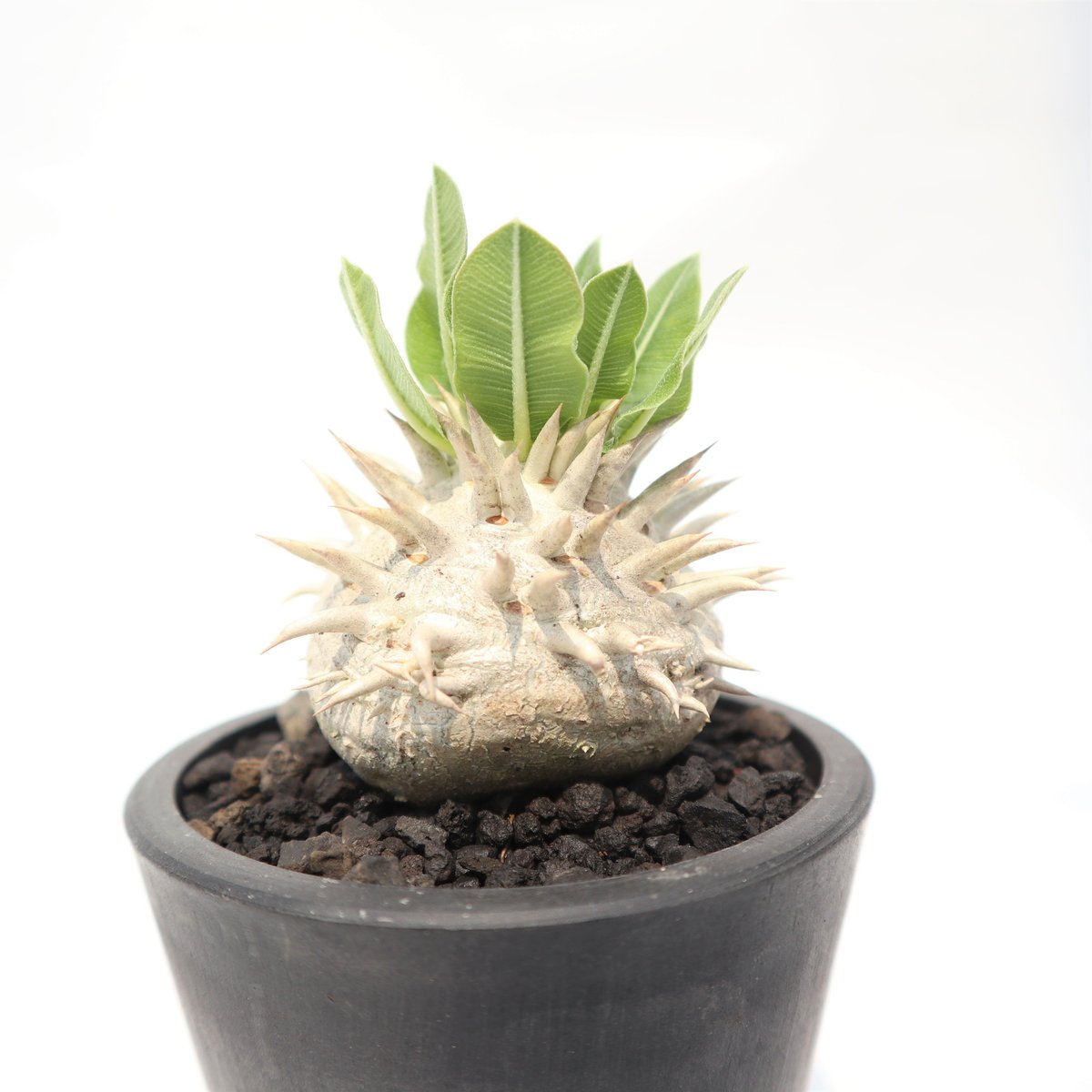 パキポディウム 恵比寿笑い 実生 №5 | mana's farm:塊根植物・アガベ