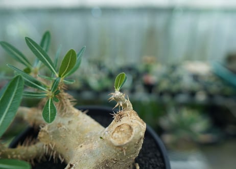 パキポディウム　デンシフローラム Pachypodium densiflorum  No.1
