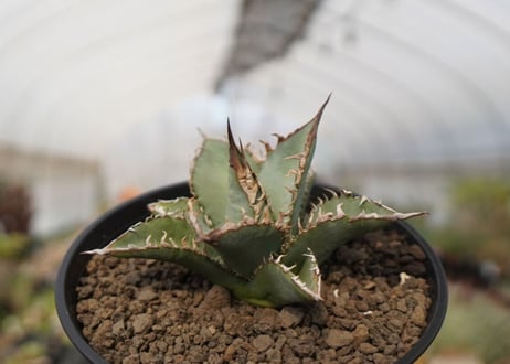 agave oteroi oaxaca NO.1