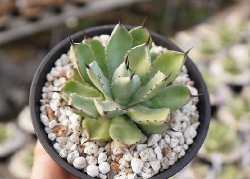 Agave Potatorum×Macroacantha ”八荒雷神” No.3 | mana