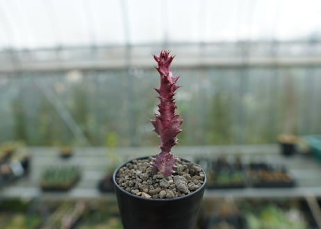 ユーフォルビア　紅彩雲閣　Euphorbia trigona f. rubra　No.2