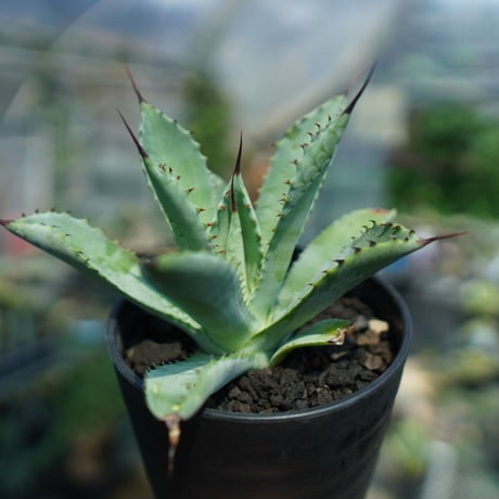 マクロアカンサ×ポタトラム | STORES