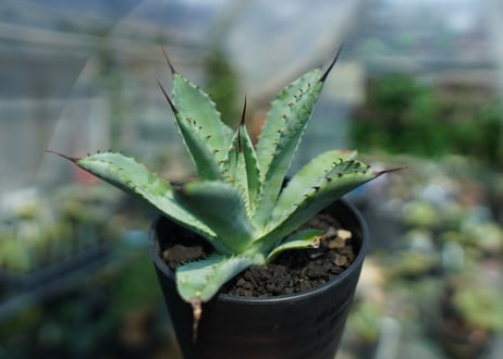 アガベ　マクロアカンサ×ポタトラム　 Agave macroacantha×potatorum