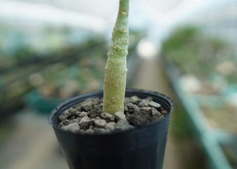 アデニウム　Adenium