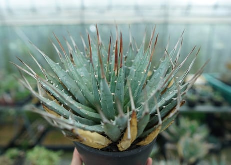 アガベ　ユタエンシス　Agave uthaensis　No.6