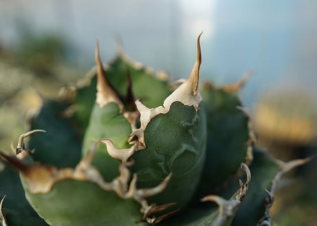 アガベ　チタノタ　白鯨　Agave titanota White whale　No.2