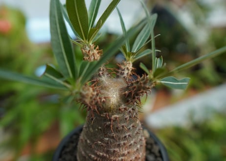 【発根管理中】パキポディウム　グラキリス　 Pachypodium Gracilius  No.7