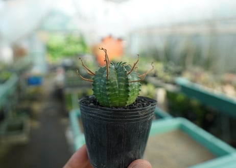 ユーフォルビア　スーパーバリダ　Euphorbia super valida  No.9