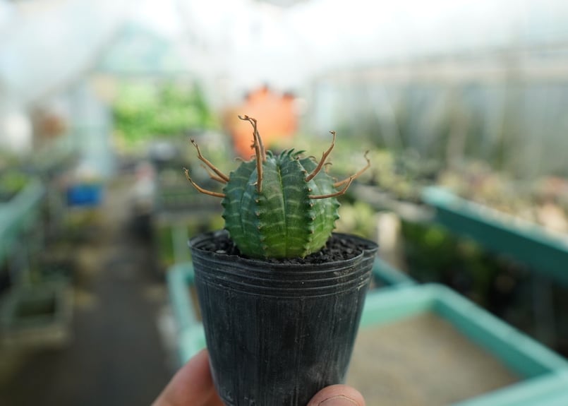 ユーフォルビア スーパーバリダ ユーフォルビア スーパーバリダ Euphorbia super valida No.9 |