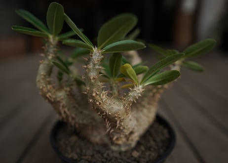 パキポディウム　デンシフローラム　Pachypodium densiflorum