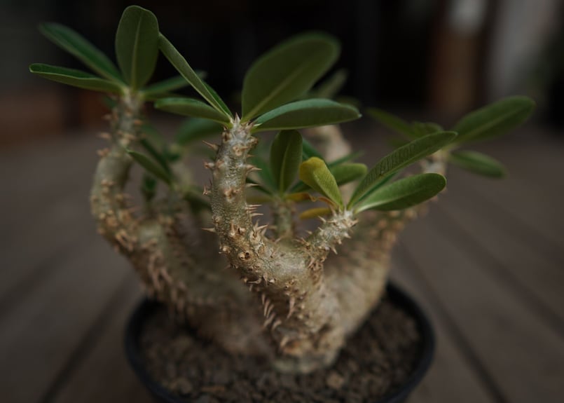 パキポディウム デンシフローラム Pachypodium densiflorum
