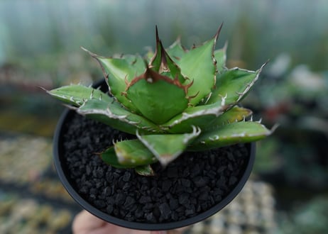 アガベ　チタノタ　Agave titanota　No.1