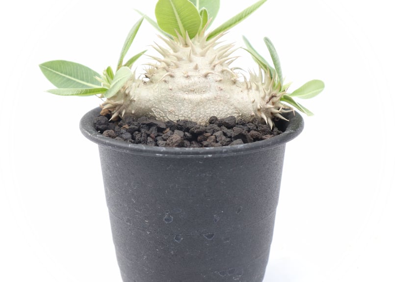 パキポディウム エブレネウム 実生 №7 | mana's farm:塊根植物