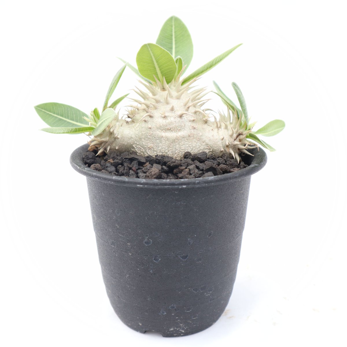 パキポディウム エブレネウム 実生 塊根植物 eburneum パキポディウム エブレネウム 実生／Pachypodium eburneum no.5