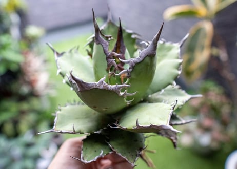 Agave titanota FO-76 B NO.2
