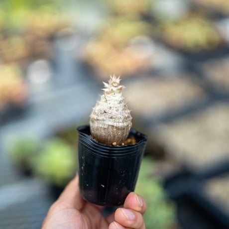 ウィンゾリー | STORES