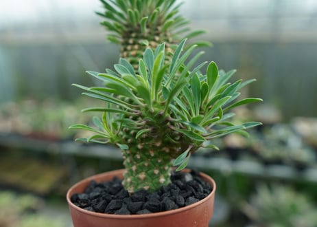 ユーフォルビア　ソテツキリン "パイナップルコーン"　Euphorbia sotetsukirin  No.2