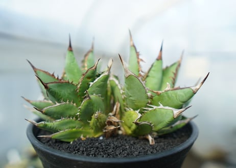 アガベ　チタノタ　剣竜　Agave titanota Kenryu　No.2