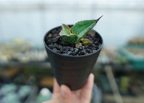 カキコアガベ　チタノタ　FO-76　agave titanota  FO-76　子株