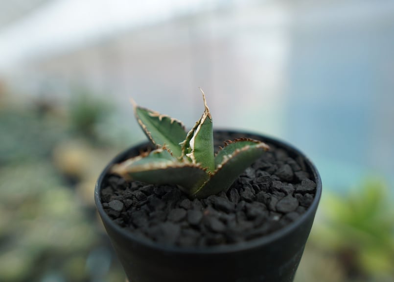 アガベ チタノタ 狼人 agave titanota 