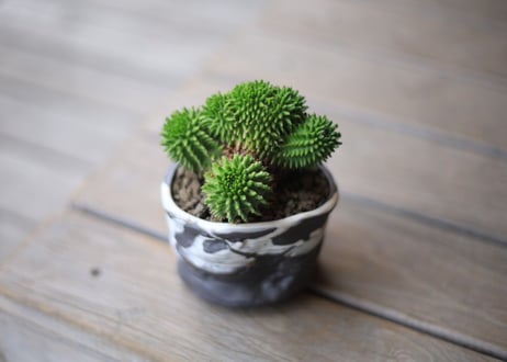 ユーフォルビア　スザンナエ　Euphorbia susannae