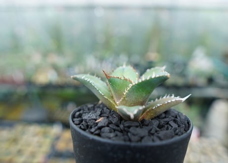 アガベ　チタノタ　FO-76　Agave titanota  FO-76　No.5