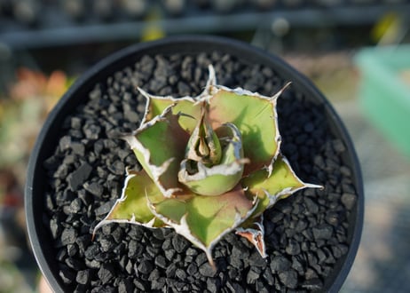 アガベ チタノタ シーザー agave titanota caesar