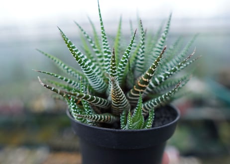 ハオルチア　十二の巻　Haworthia fasciata