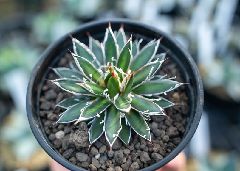 アガベ フィリフェラ アガベ・フィリフェラコンパクタ実生記録②(Agave Filifera