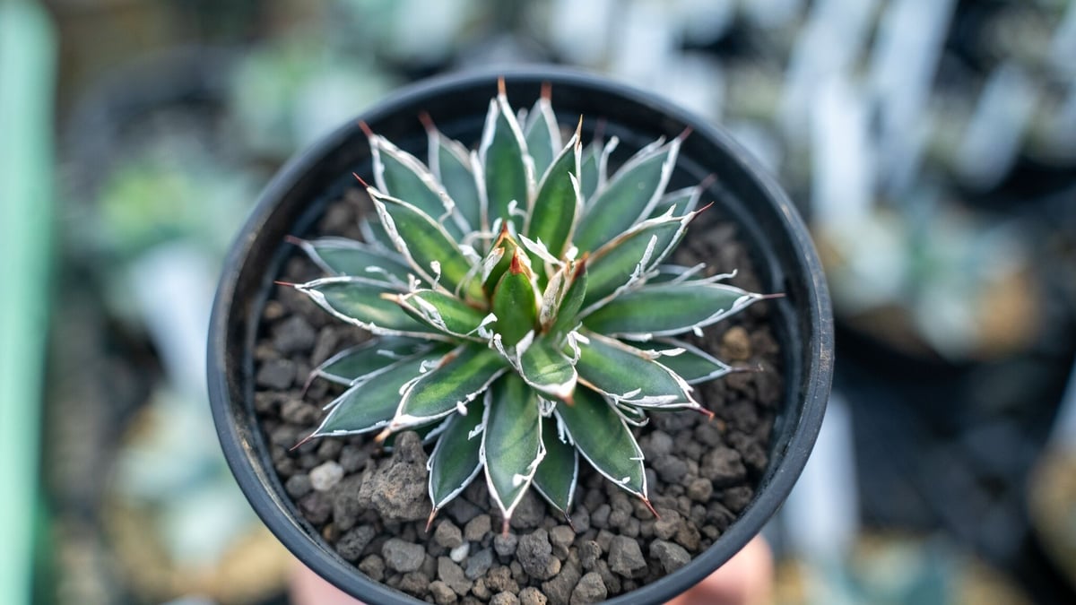 アガベ フィリフェラ シディゲラ agave filifera ssp. schidigera アガベ フィリフェラ シディゲラ agave filifera ssp. schidigera