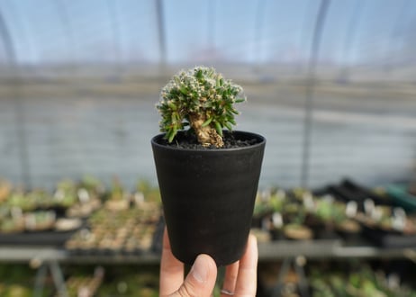 トリコディアデマ　デンサム　Trichodiadema densum  No.2