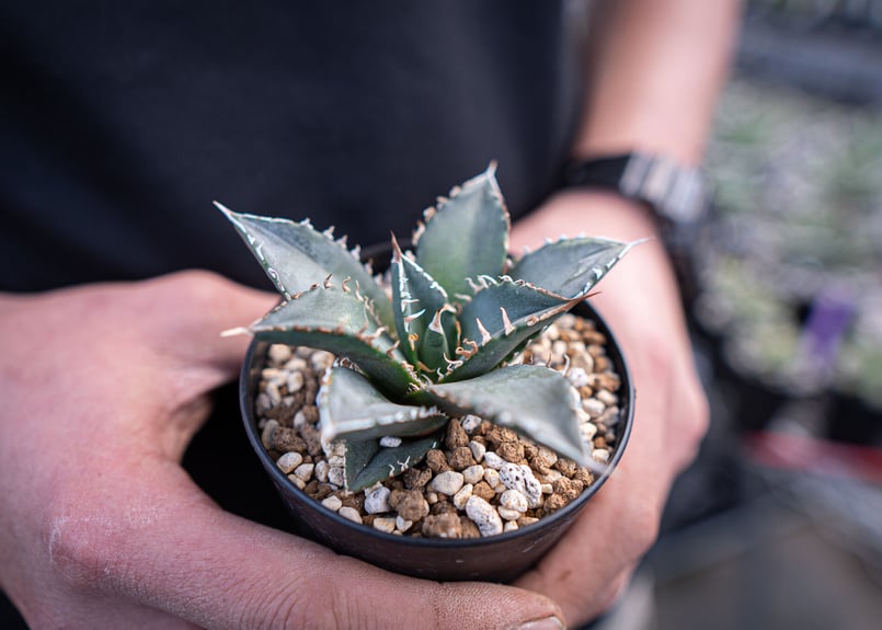Agave titanota 海王　特選株 Amazon.co.jp: 多肉植物アガベ チタノタ 海王 特選 極上美株