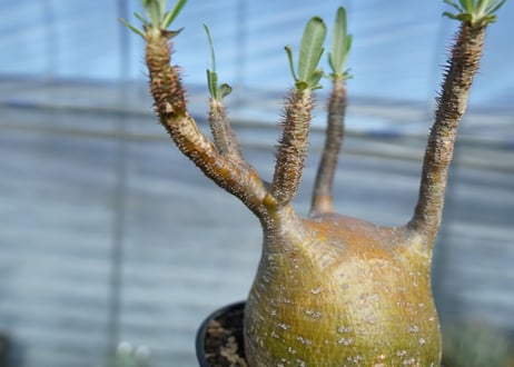 パキポディウム　グラキリス　 Pachypodium Gracilius　No.1