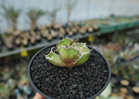 アガベ チタノタ シーザー agave titanota caesar　No.1