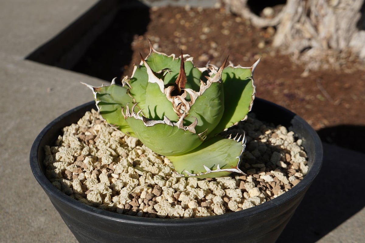 アガベ チタノタ FO-76 | mana's farm:塊根植物・アガベ・ドライ