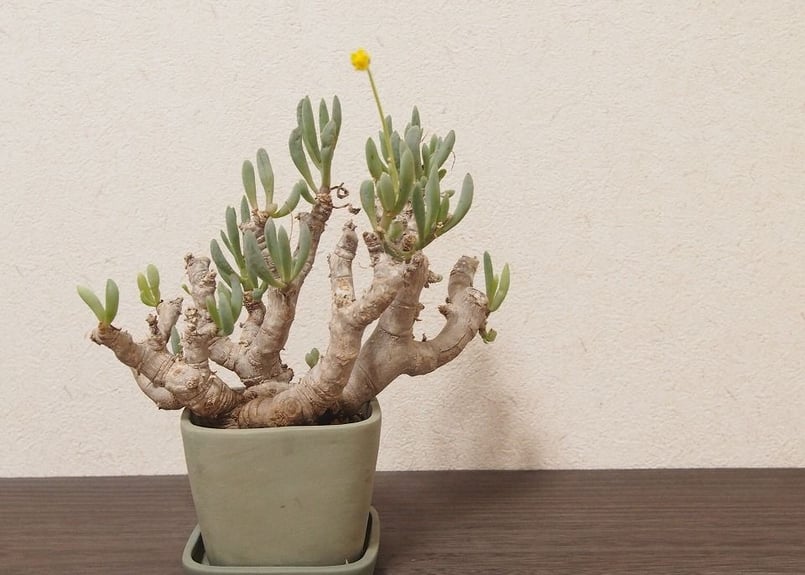 オトンナ クラビフォリア Othonna clavifolia 大株 | mana's gre...