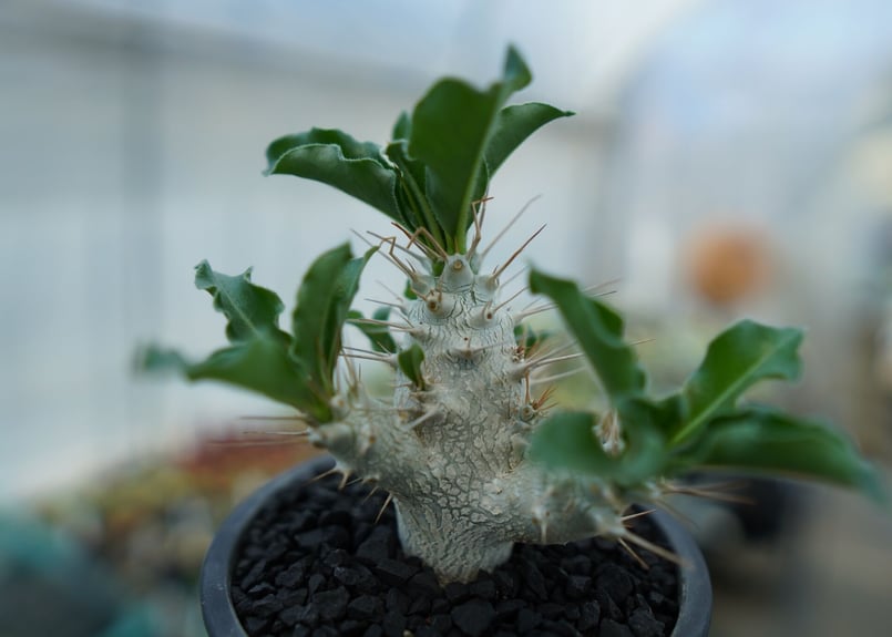 パキポディウム サンデルシー Pachypodeium saundersii No.4 |