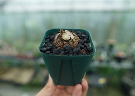 亀甲竜　Dioscorea elephantipes　No.6