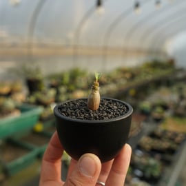 グラキリス　良株 育てやすい実生株をアップします。 | mana's farm:塊根植物・アガベ